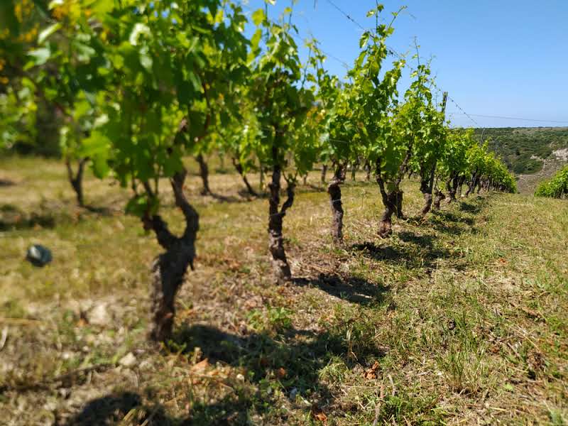 vigna sorres